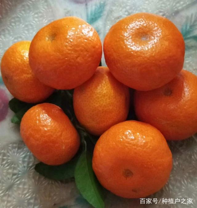 砂糖橘价格
