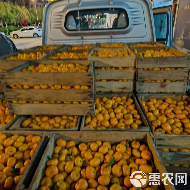 柑橘批发