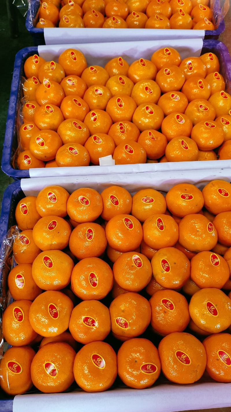 蜜橘批发